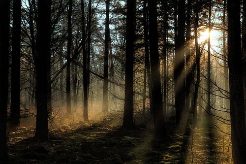 Forêt avec soleil couchant