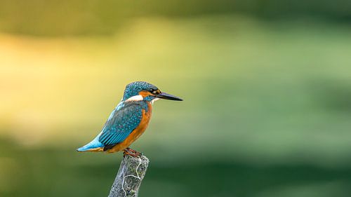 Eisvogel posiert schön