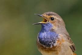 Zang van de Blauwborst