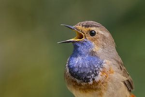 Zang van de Blauwborst