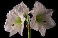 Amaryllis