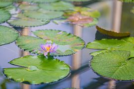 Water Lily in the Reflection of the City by Patrick Kilb