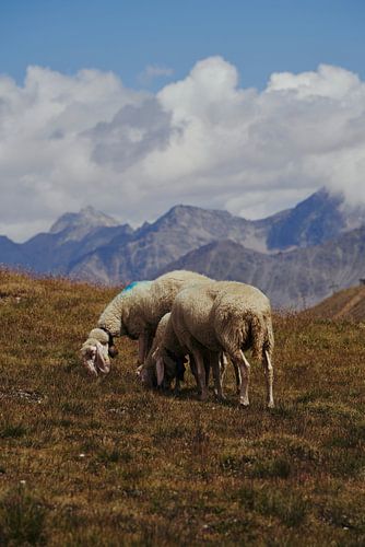 Schapen op de Hohe Mut Alm