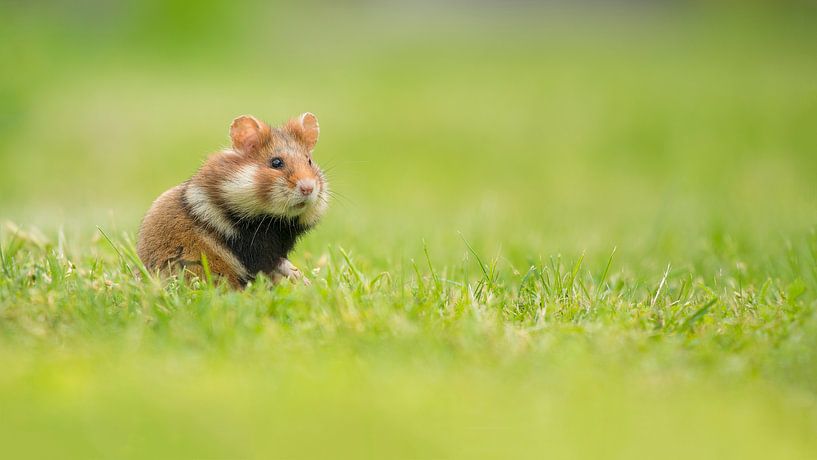 Hamster in het gras van Elles Rijsdijk
