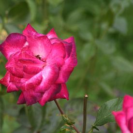 Pink Flower by Alex von der Heide