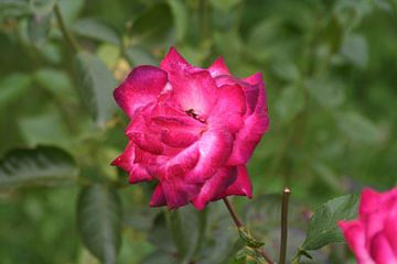 Pink Flower by Alex von der Heide