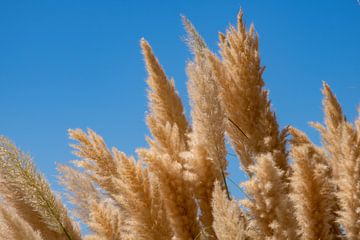 Ornamental grass against blue summer sky