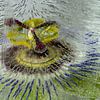 Passiflora caerulea  of passiebloem gevangen in ijs von Gerry van Roosmalen