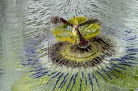 Passiflora caerulea  of passiebloem gevangen in ijs van Gerry van Roosmalen thumbnail