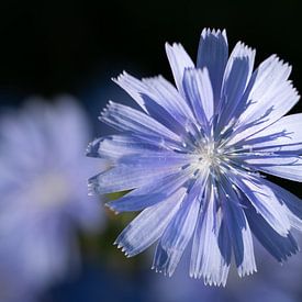 Close-up van een hekwikke van bovenaf. van Ulrike Leone