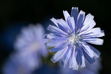 Nahaufnahme einer Zaunwicke von oben. von Ulrike Leone