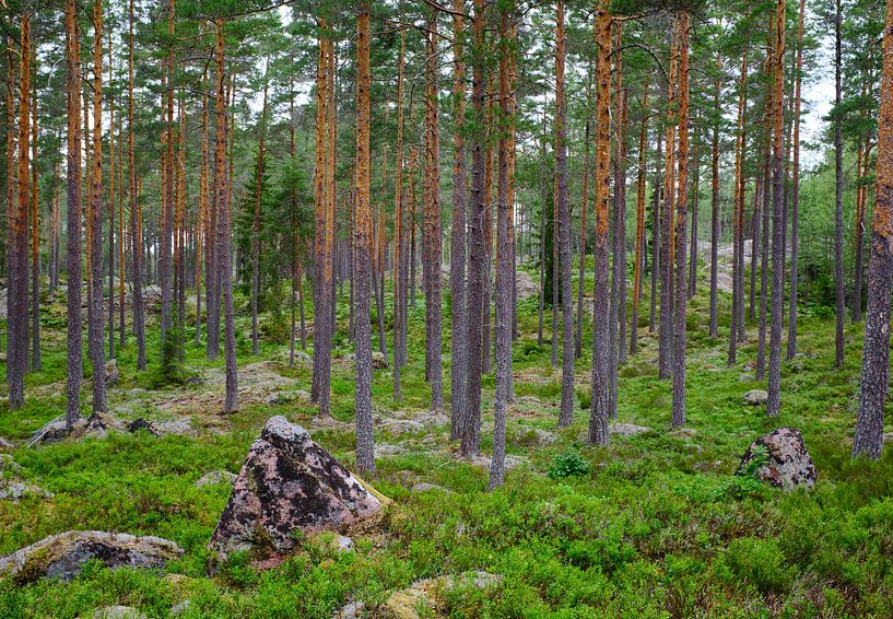 Swedish landscape 001 by Geertjan Plooijer