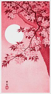 Blühende Kirschblüten im Mondlicht in Rosa-Rot (Ohara Koson)