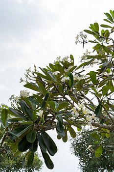 Fleurs indonésiennes