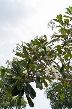 Indonesische bloemen van Xulé Bogers