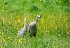 Crane with young by Harry Punter