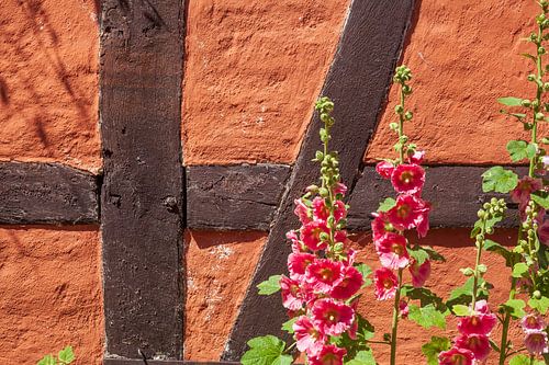 Blühende rosa Stockmalven 