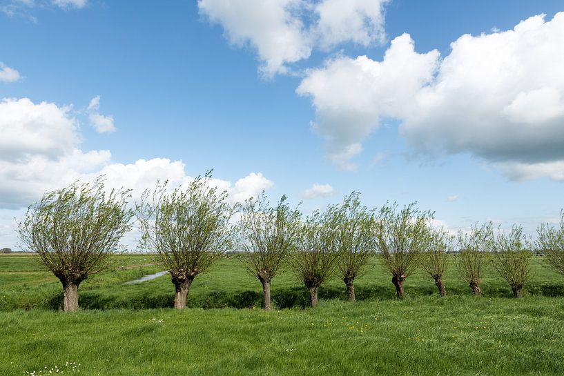 Landscape with willows by Beeldbank Alblasserwaard