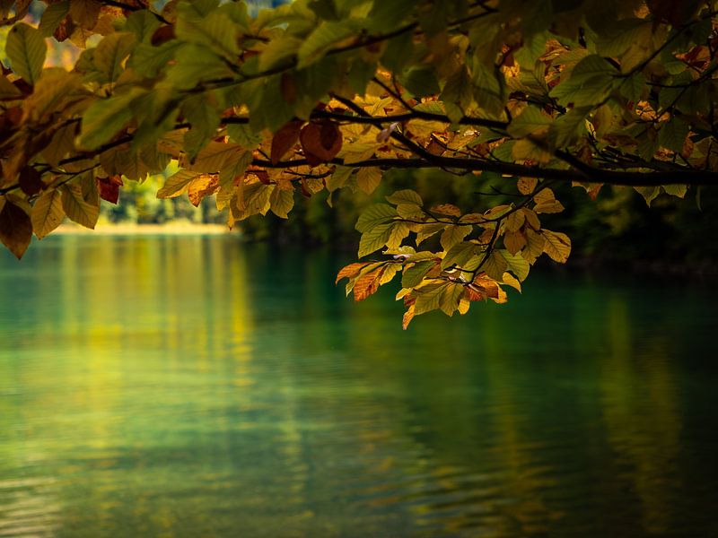 Alpsee in de herfst van Aurica Voss