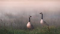 Geese in the fog