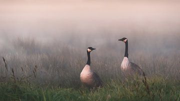 Geese in the fog by Berny Schop
