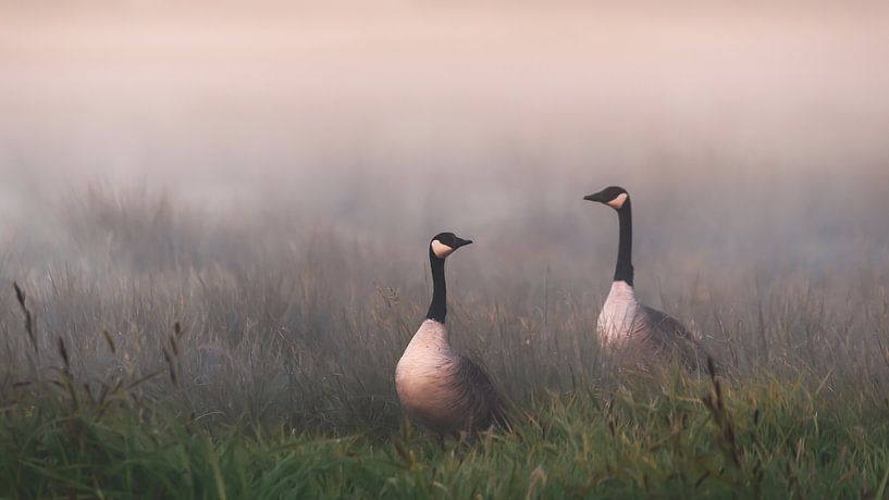 Geese in the fog by Berny Schop