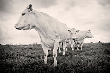 Blonde A'quitaine cows by Kurt Schraepen