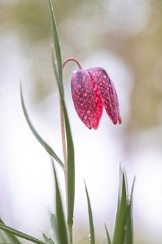 Lapwing flower in stillness