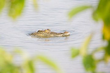 Nature Africa | Crocodile surrounded by leaves - Africa Tanzania by Servan Ott