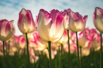 La tulipe néerlandaise sur Truus Nijland