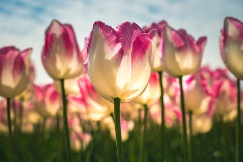 La tulipe néerlandaise