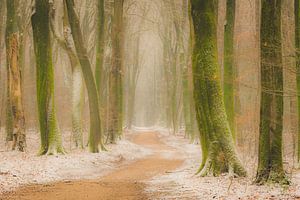 Footpath through a Beech forest during a foggy winter morning