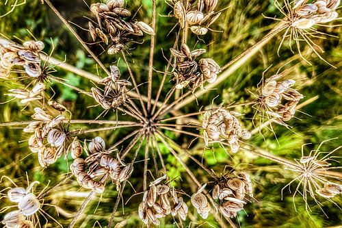 Bloemen 