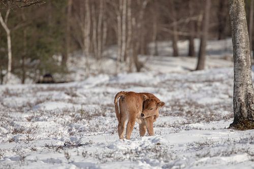 Un veau Tauros dans la neige