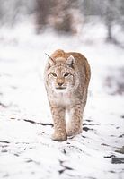 Lynx