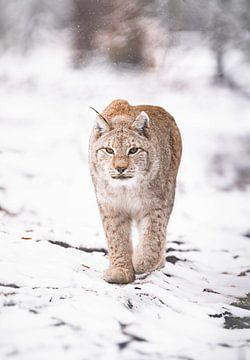 Lynx by Larsphotografie