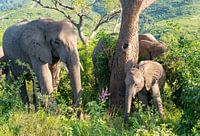 Une mère éléphant et son bébé éléphant dans la réserve naturelle de Hluhluwe Nationalp