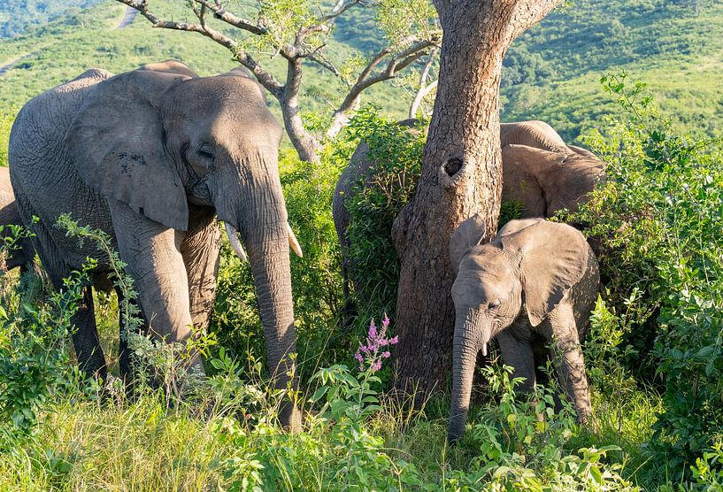 Une mère éléphant et son bébé éléphant dans la réserve naturelle de Hluhluwe Nationalp par SHDrohnenfly