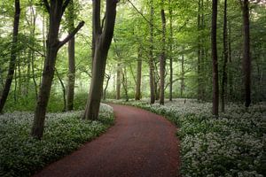Een wandeling door het bloeiende bos