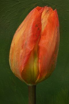 Close up van een tulp in rood oranje en geel tinten van Fotooz by Brigitte