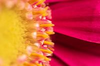 Herz der Gerbera