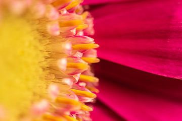 Heart of gerbera by picturesbysas