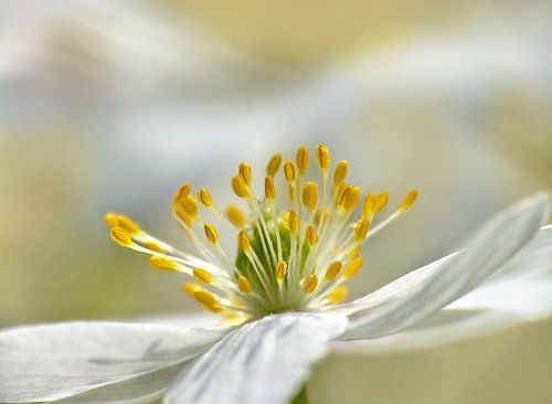 Bosanemoontje (Bosanemoon)