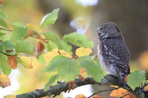Dwergooruil, Zwabische Alpen, Baden-Württemberg, Duitsland