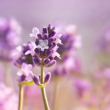 Lavendel van Violetta Honkisz