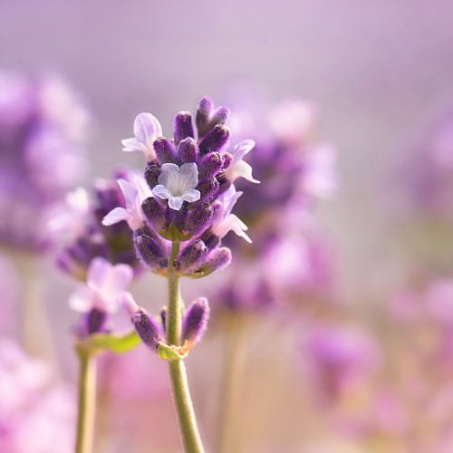 Lavendel