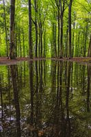 Ich mag Bäume... und Wasser...