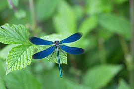 bush damselfly  by Ronald Wilfred Jansen