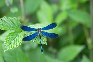 demoiselle des buissons  sur Ronald Wilfred Jansen