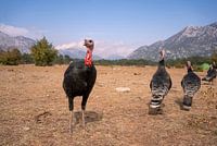 Des dindes alignées dans les montagnes turques